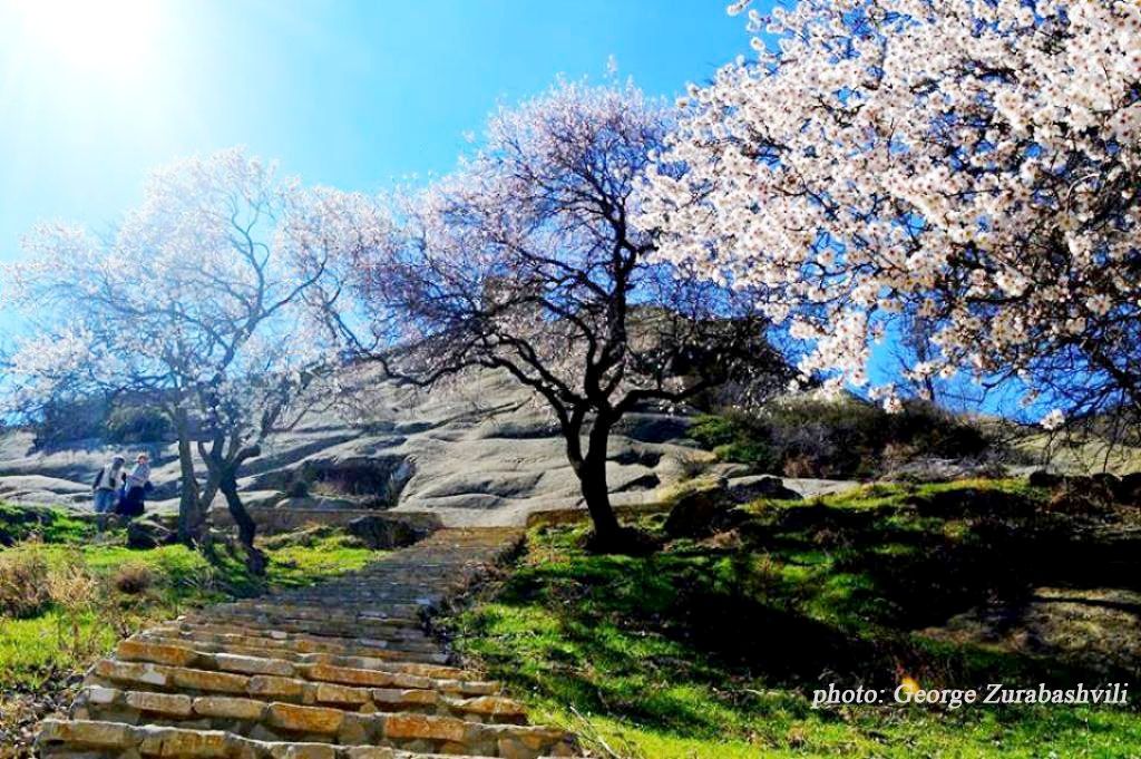 დოდოს რქა ! დავით გარეჯი ! პატარძეული ! - უდაბნოს ყვავილობის ტური ! <