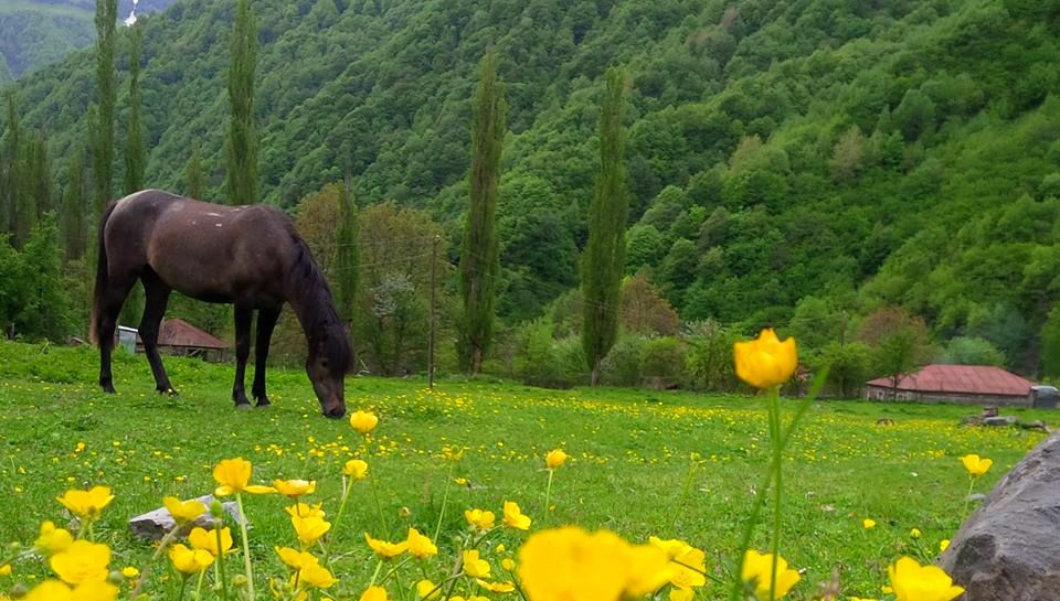 გუდამაყარი  აპრილს