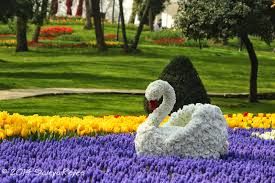 სტამბულიში ტიტების ფესტევალზე -. ადამიანი. დღე.