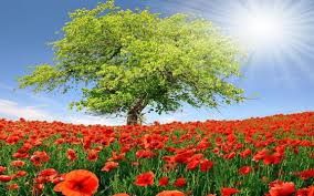 გაზაფხულის ტურები