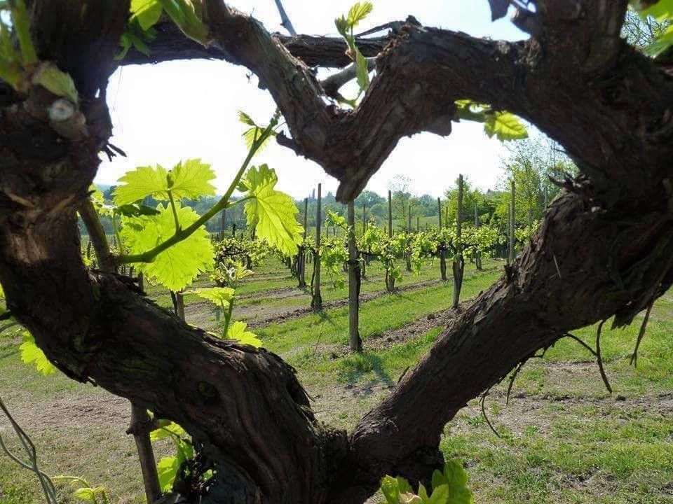 ტური საქართველოში "გაზაფხულის ხიბლი"