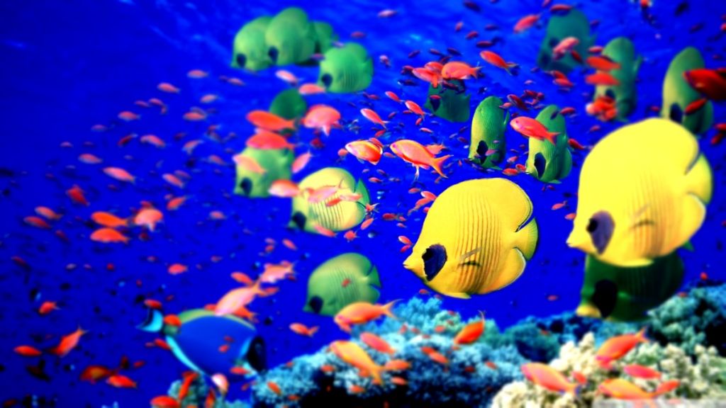 შარმ ელ შეიხი