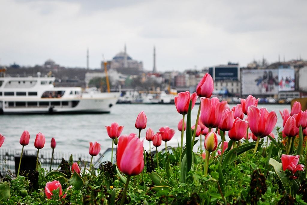 - აპრილი, ეს ის პერიოდია, როდესაც სტამბოლში ტიტების ბუმია, არ გამოაკლდე ამ შთამბეჭდავ სანახაობას, დაგეგმე მოგზაურობა ყველაზე დაბალ ფასად ჩენთან!!!