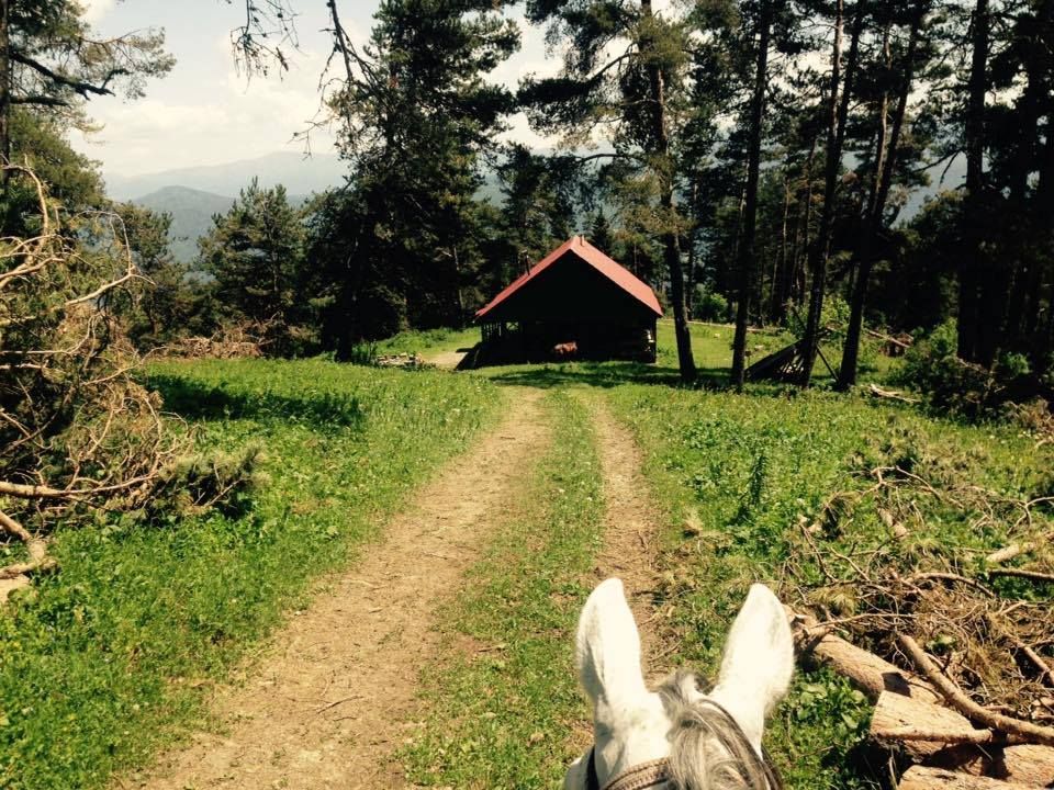 მწვანე ტურები ჯიპებით