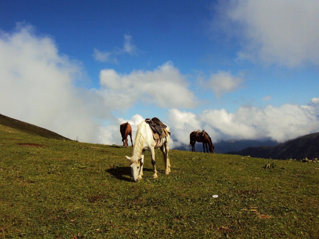 Конные туры Borjomi