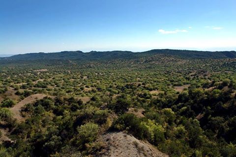 ვაშლოვანი-მირზაანი-ელია ! სულ ლ ა რ ა დ ! ! ! უკანასკნელი ადგილი ! ! ! წარმოუდგენელი აქცია !
