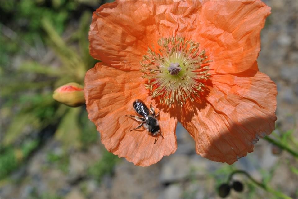 თუშეთის სეზონის გახსნა