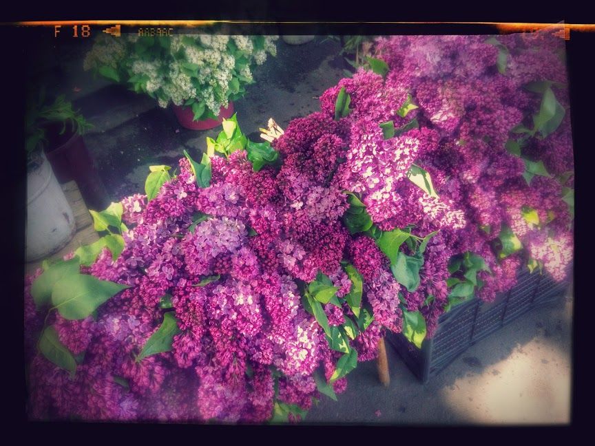 თბილისი მაისში