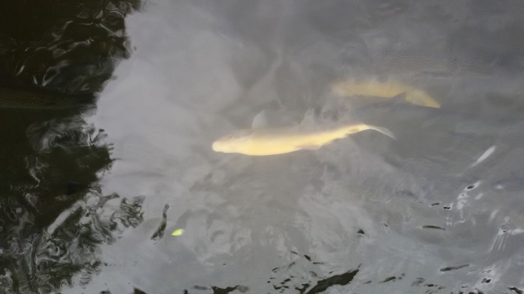 Makhuntseti Waterfall, Tamar Bridge, Walking By  km on the River Adjara