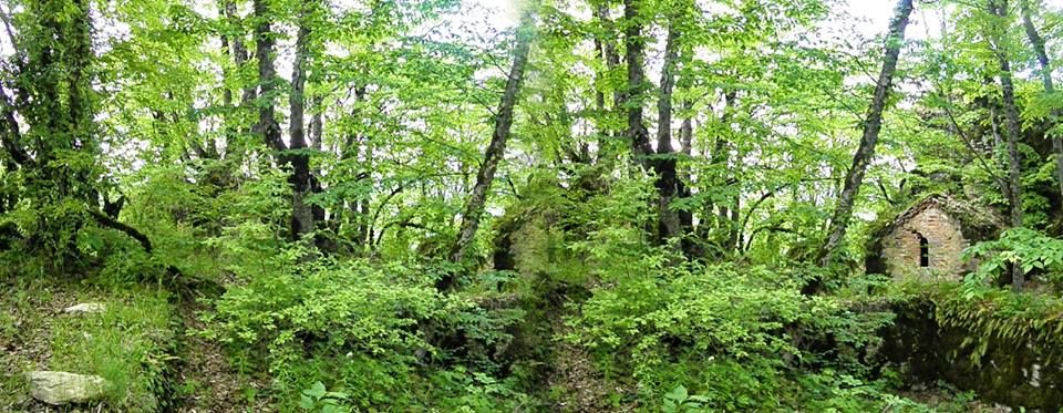 ტური პანკისის ხეობაში