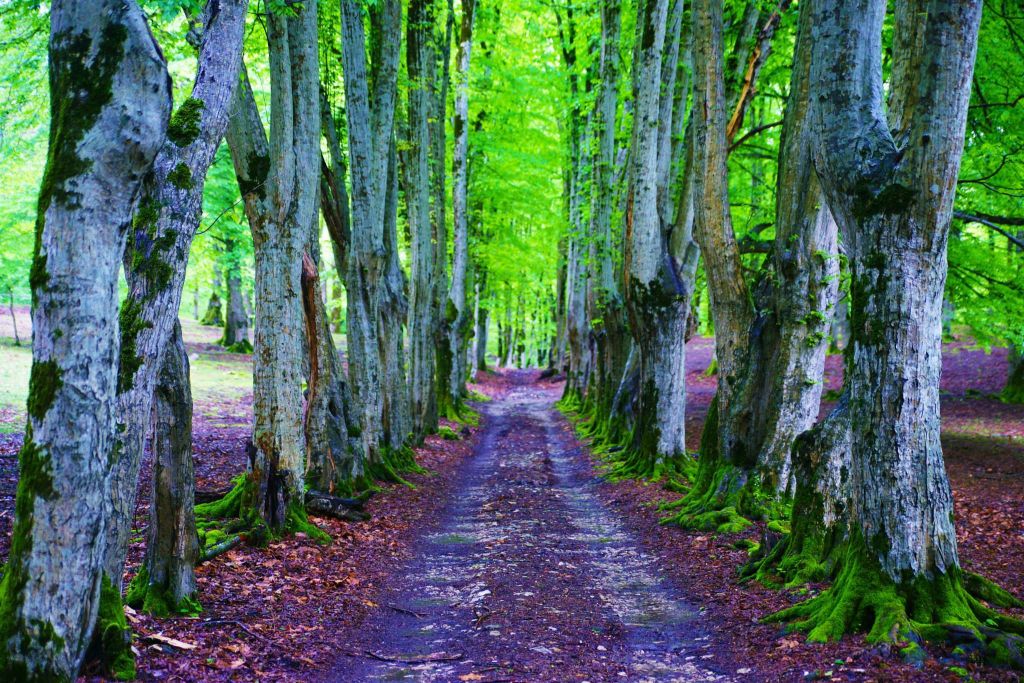 ოკაცე – კინჩხა - ლომინას ტბა ! სულ , გორდის ლეგენდარული ტური! < +უბისა