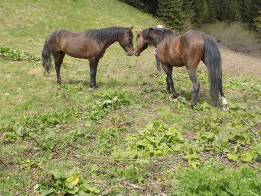 მთელი სვანეთი ერთ სივრცეში.ფესტივალი