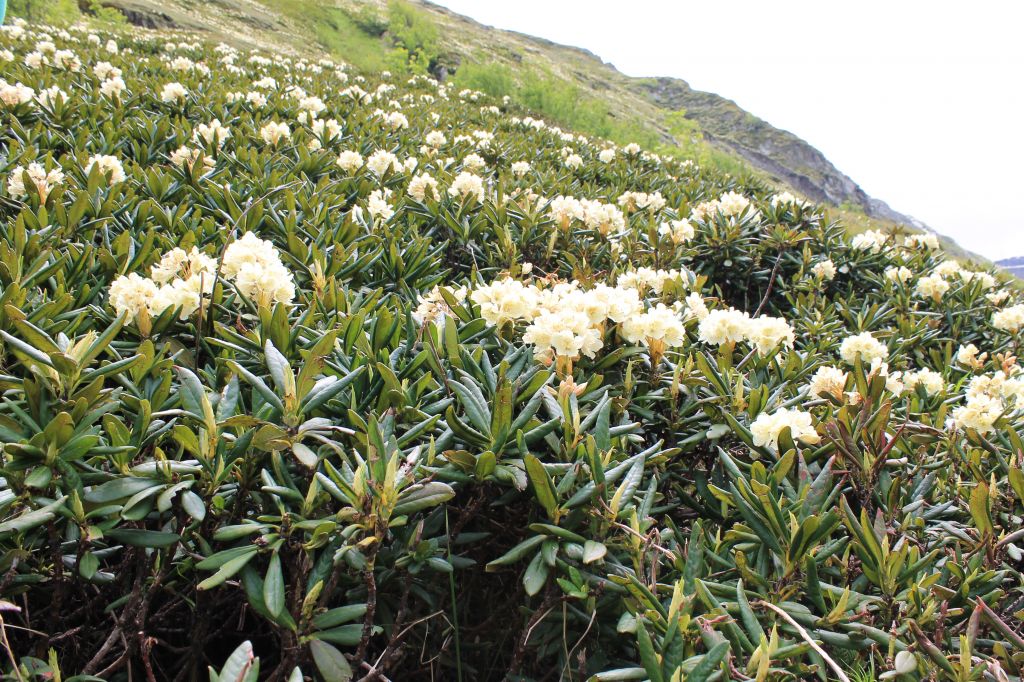 დეკას ყვავილობა თუშეთში.  www.facebook.com/tushetii