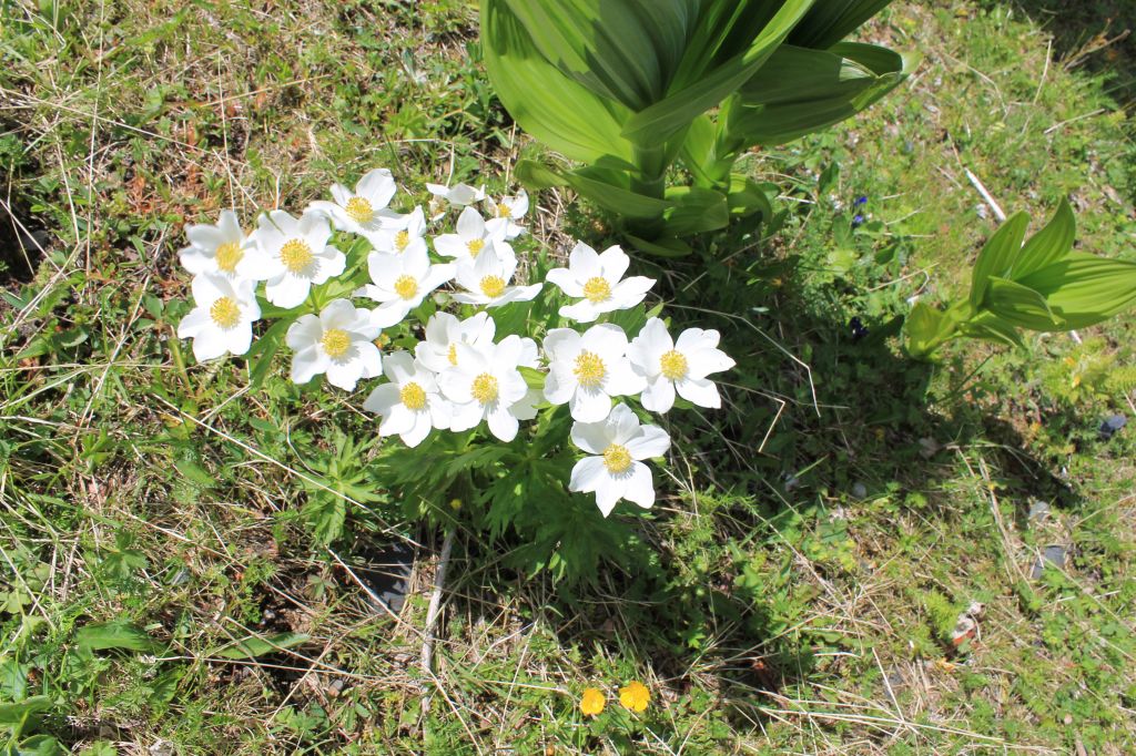 დეკას ყვავილობა თუშეთში.  www.facebook.com/tushetii