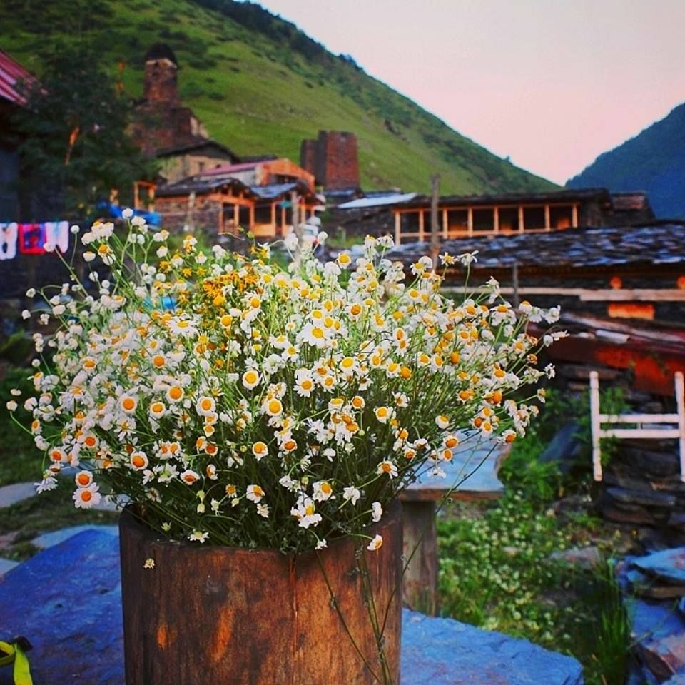 დეკას ყვავილობა თუშეთში.  www.facebook.com/tushetii