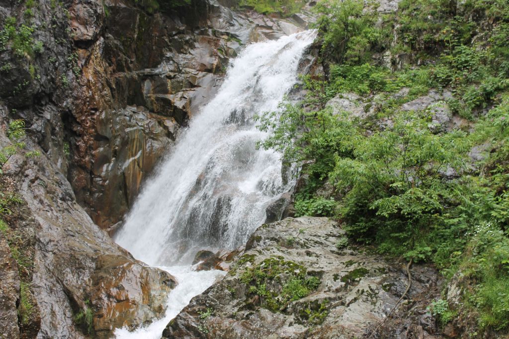 დეკას ყვავილობა თუშეთში.  www.facebook.com/tushetii