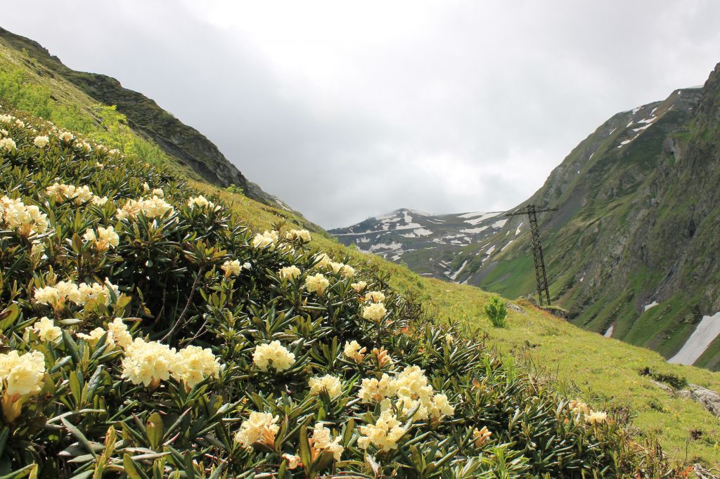 დეკას ყვავილობა თუშეთში.  www.facebook.com/tushetii