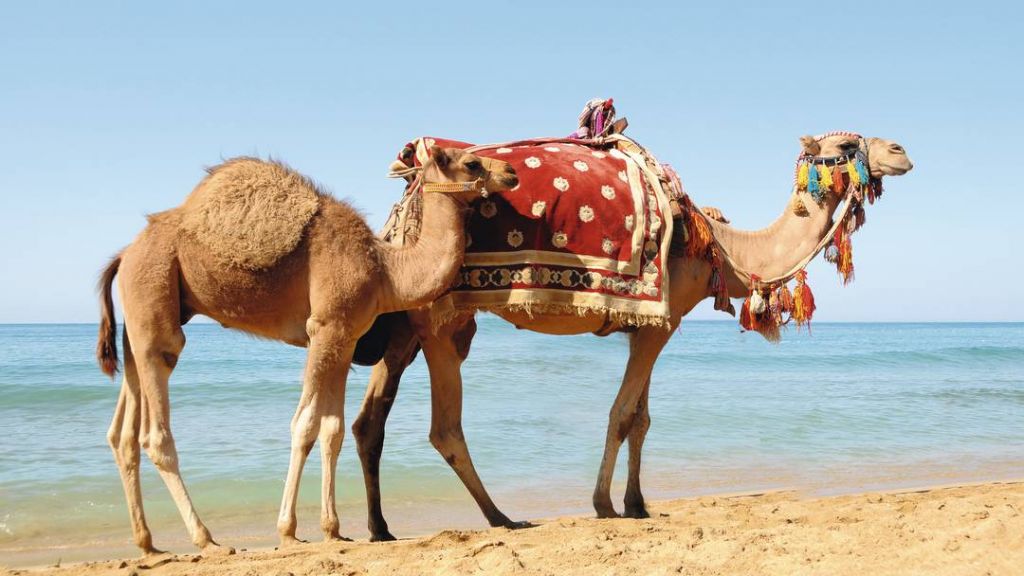 მოინახულე ეგზოტიკური ეგვიპტე ჩვენთან ერთად!!