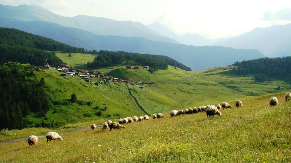 დღე თუშეთში