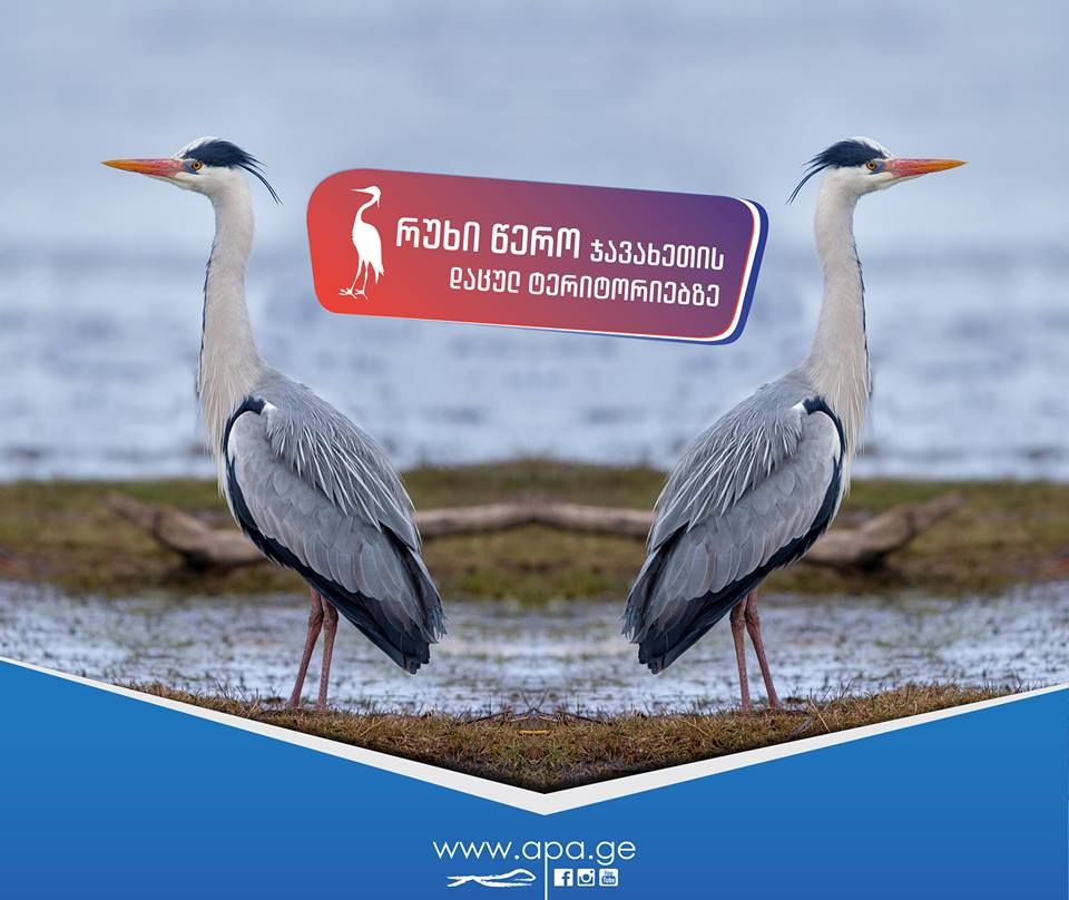 Milky Way ⊙ ფრინველებზე დაკვირვება ჯავახეთის ტბებზე