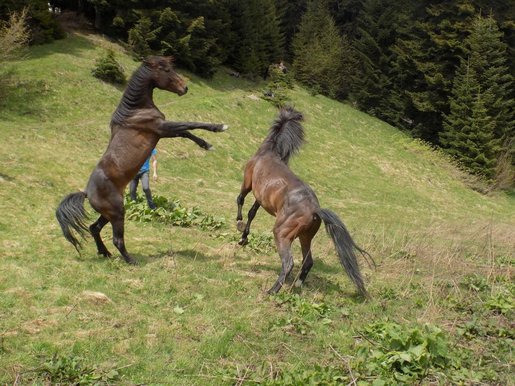 მთელი სვანეთი ერთ სივრცეში.ფესტივალი