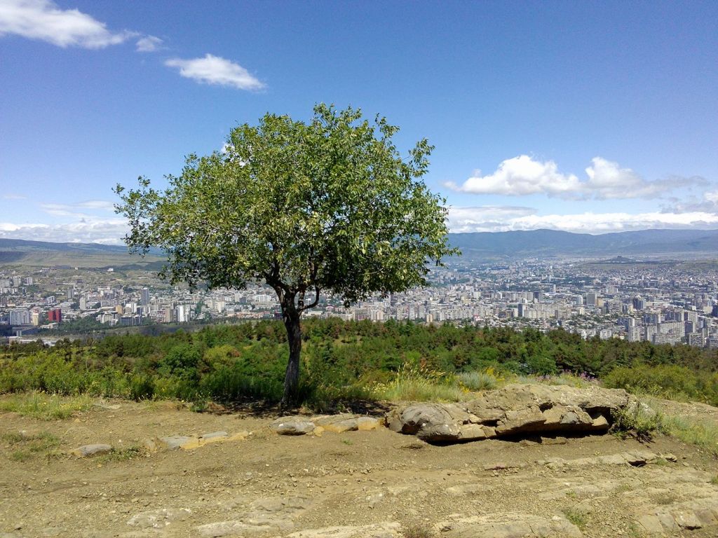 გიდი-მძღოლი თბილისში