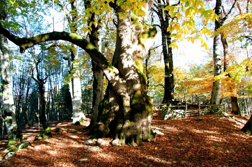 Рача - Лечхуми