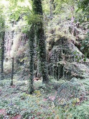 დღიან ტურს ლაგოდეხის ნაკრძალში, მხოლოდ