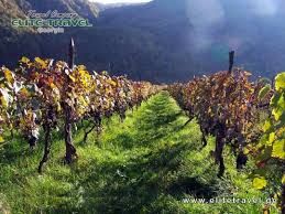 სიღნაღი, ბოდბის მონასტერი, სასწაულმოქმედი წყარო...