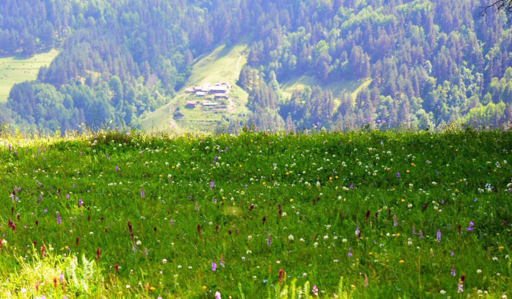 – – ივლისი დღე თუშეთში