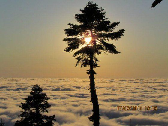 გომის მთა