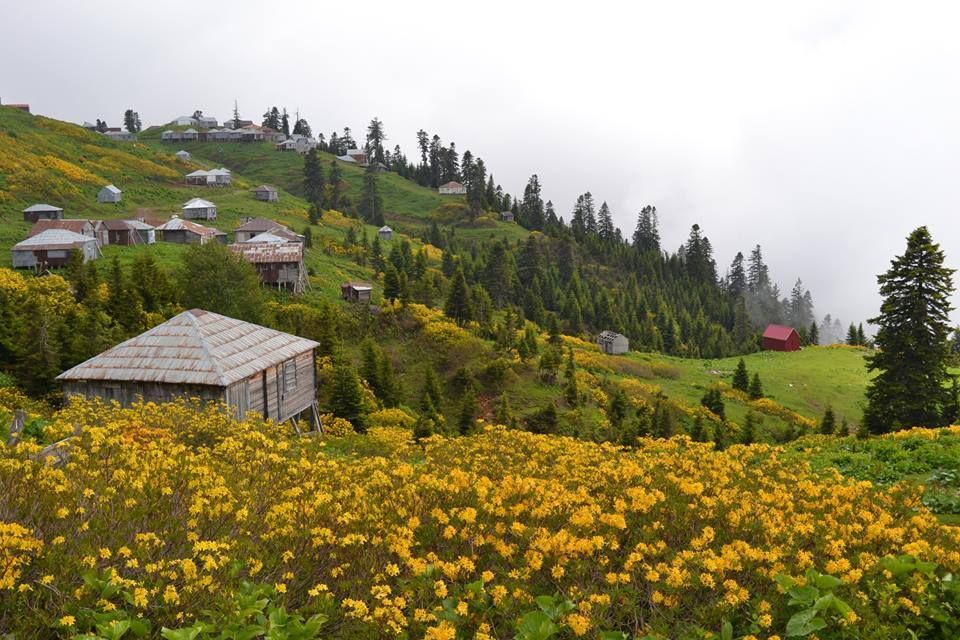 გომის მთა