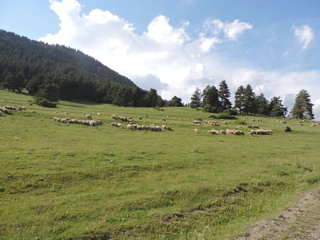 დღიანი ტური თუშეთში ( , , აგვსტო )