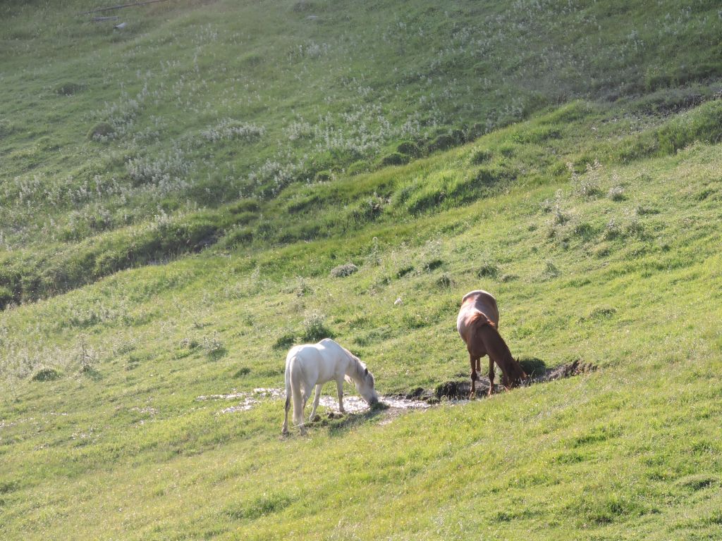 დღიანი ტური თუშეთში ( , , აგვსტო )