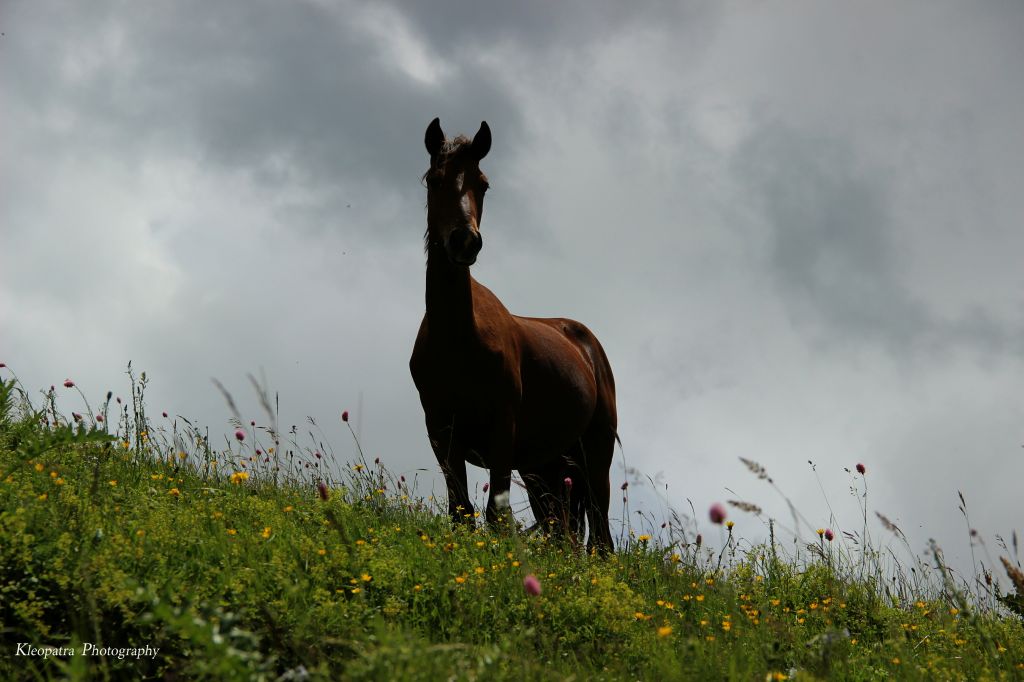 ჯუთას ტური აგვისტო, კვირას. .