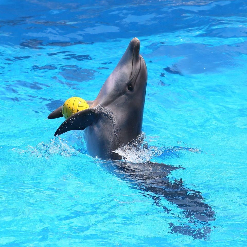 თბილისიდან აჭარაში და უკან- დღე