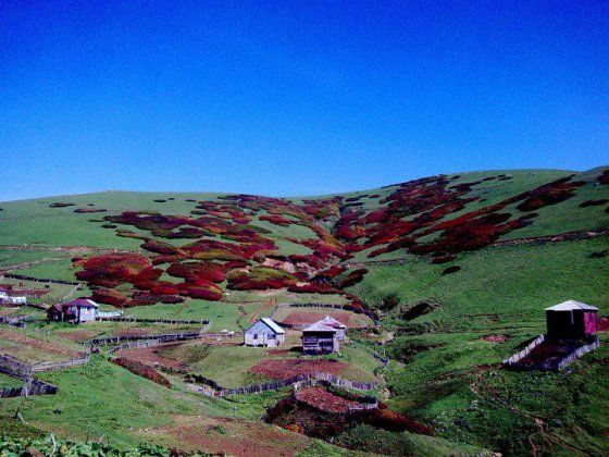 გომის მთა - გურია