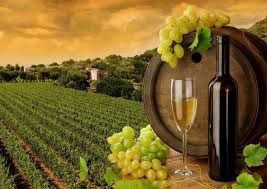 ღვინის ტური - რთველი,დეგუსტაცია,ხინკალლი,შოთი,კახეთის ტაძრები