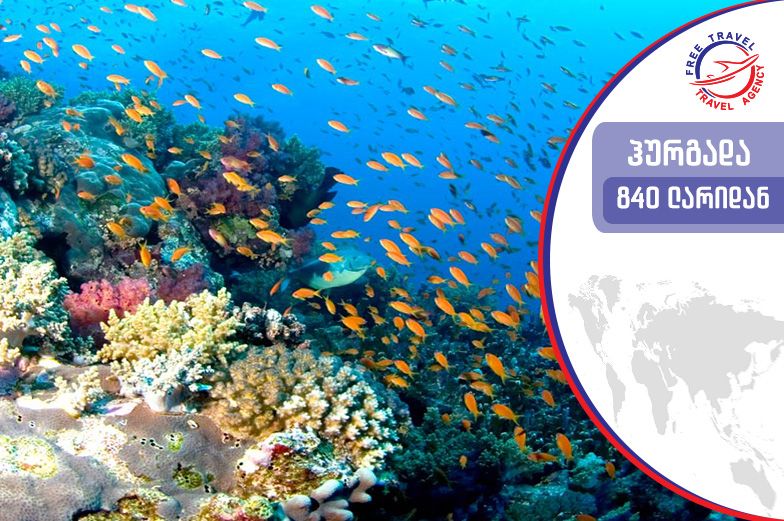 ტური ეგვიპტეში!