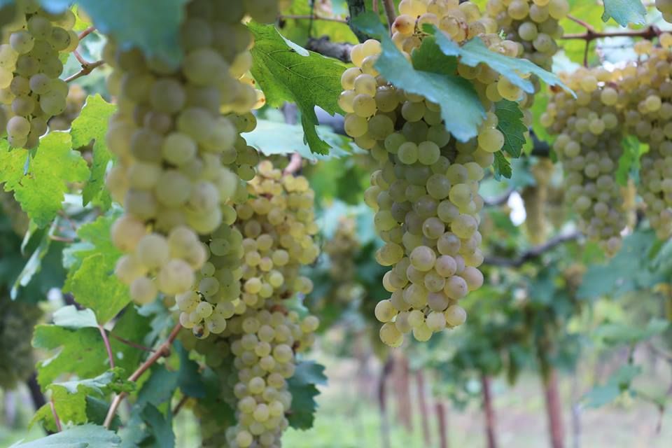 ყვარლის ტბა - კორპორაცია "ქინძმარაული" ( სექტემბერი, შაბათი)