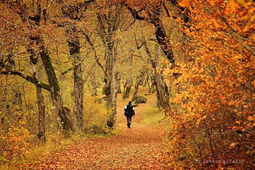 ფერადი რკონი -  ოქტომბერი, კვირა.