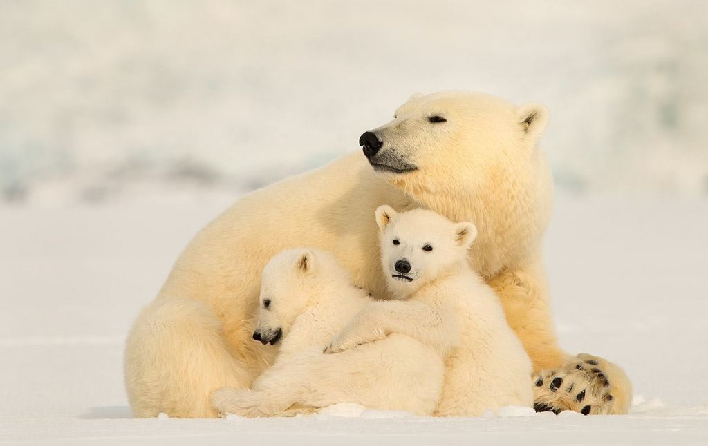 ახალი წელი ლაპლანდიაში