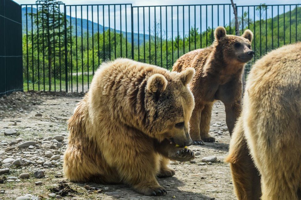 საბადურ-თიანეთის ზღაპარ-ტური ! სულ ! ყველაზე დაბალ ფასად !
