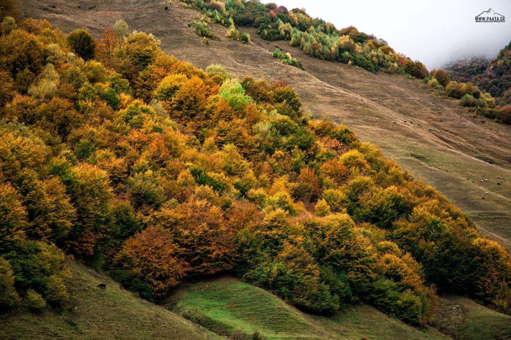 ტური ფერად გუდამაყარში - ოქტომბერი (კვირა)