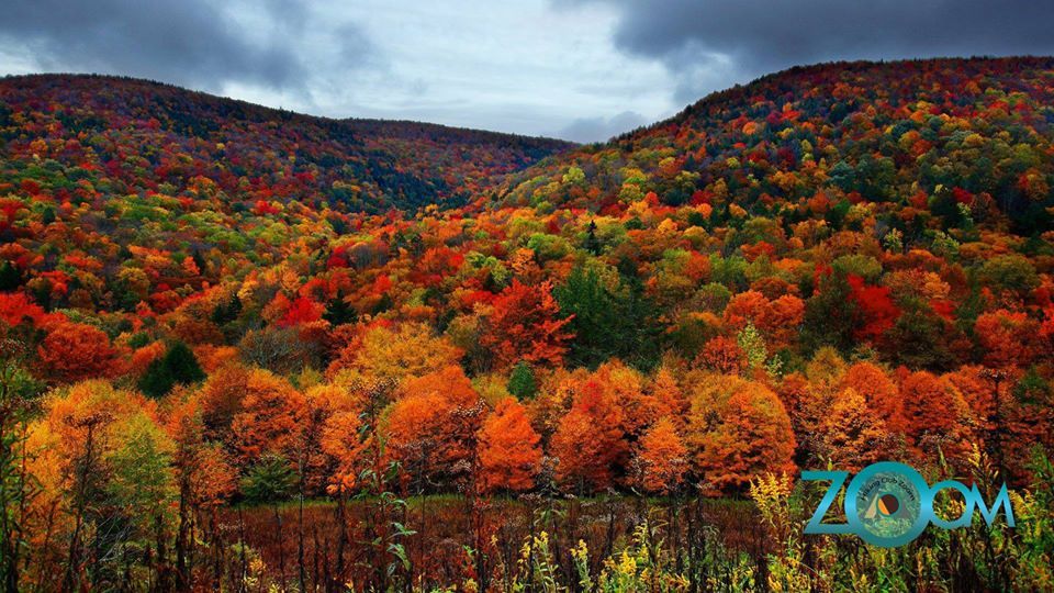 შემოდგომისფერი რაჭა ZooM-ში