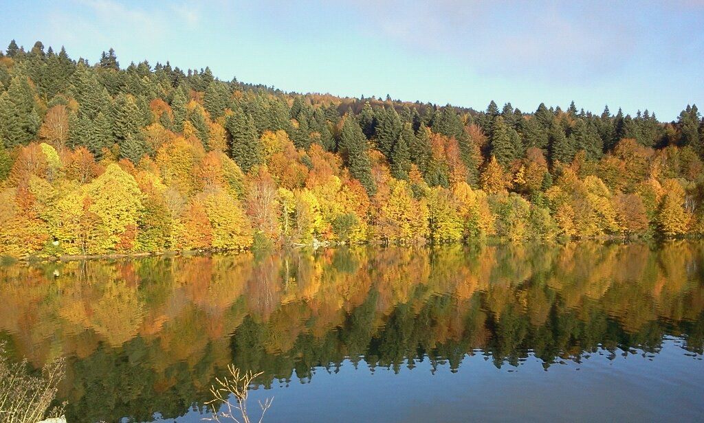 შემოდგომისფერი რაჭა ZooM-ში