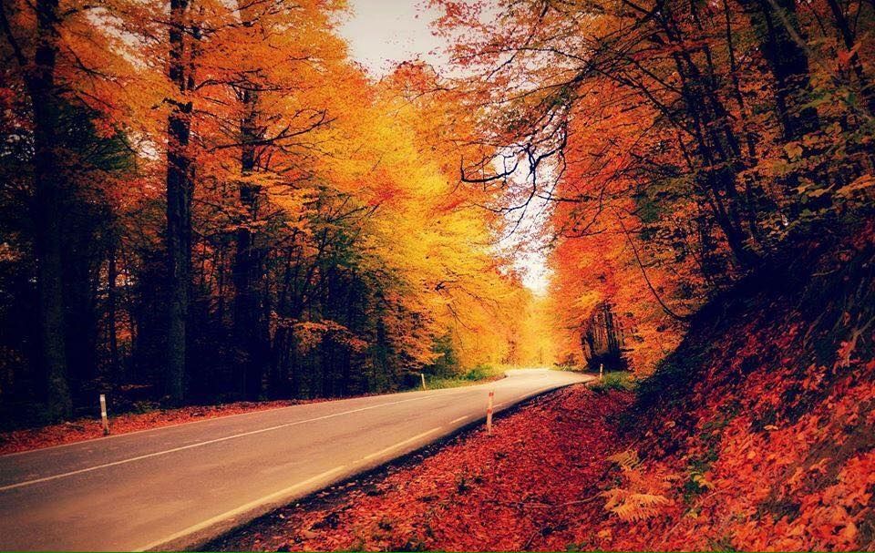 შემოდგომისფერი რაჭა