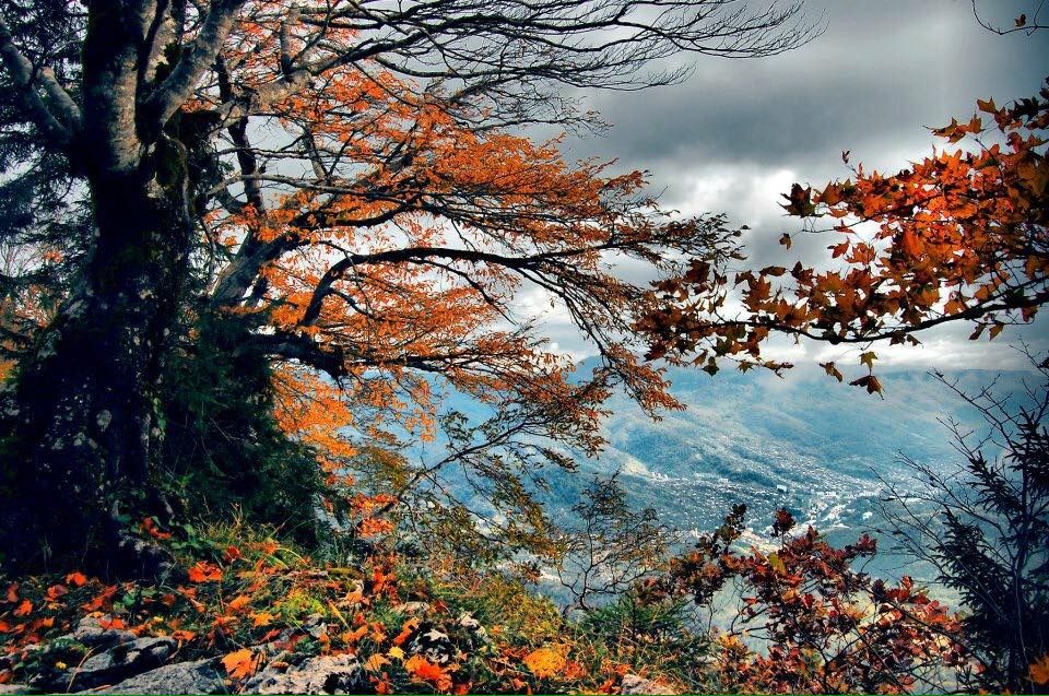 შემოდგომისფერი რაჭა