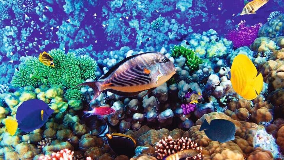 ჰურგადა ნოემბრიდან დეკემბრამდე !!