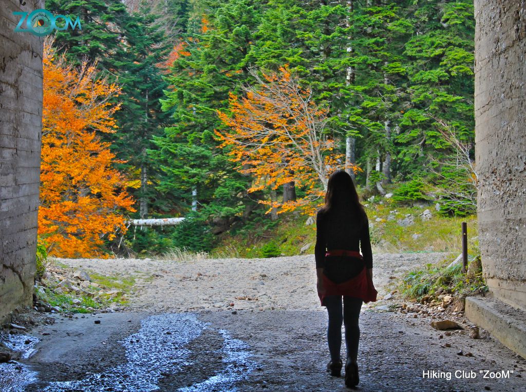 შემოდგომისფერი რაჭა ZooM-ში 